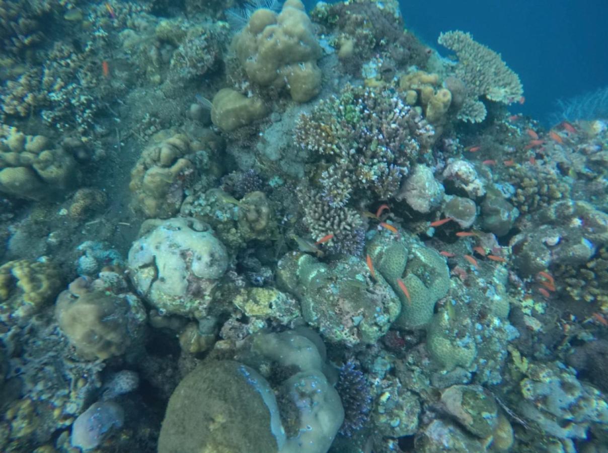 Bali Segara Lestari Oceanfront Villas Tejakula Exteriör bild